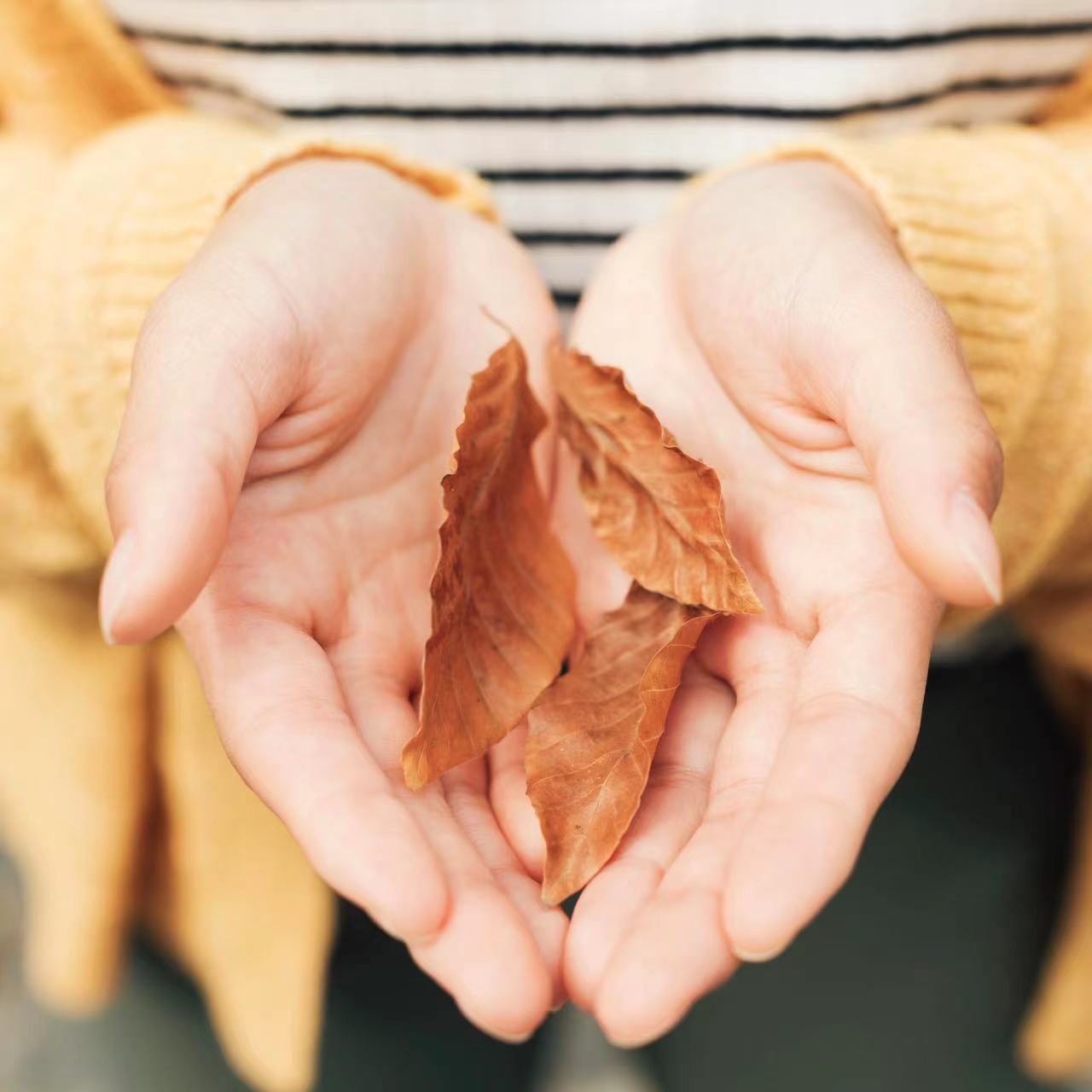 Engraving the First Fall Leaf of Autumn