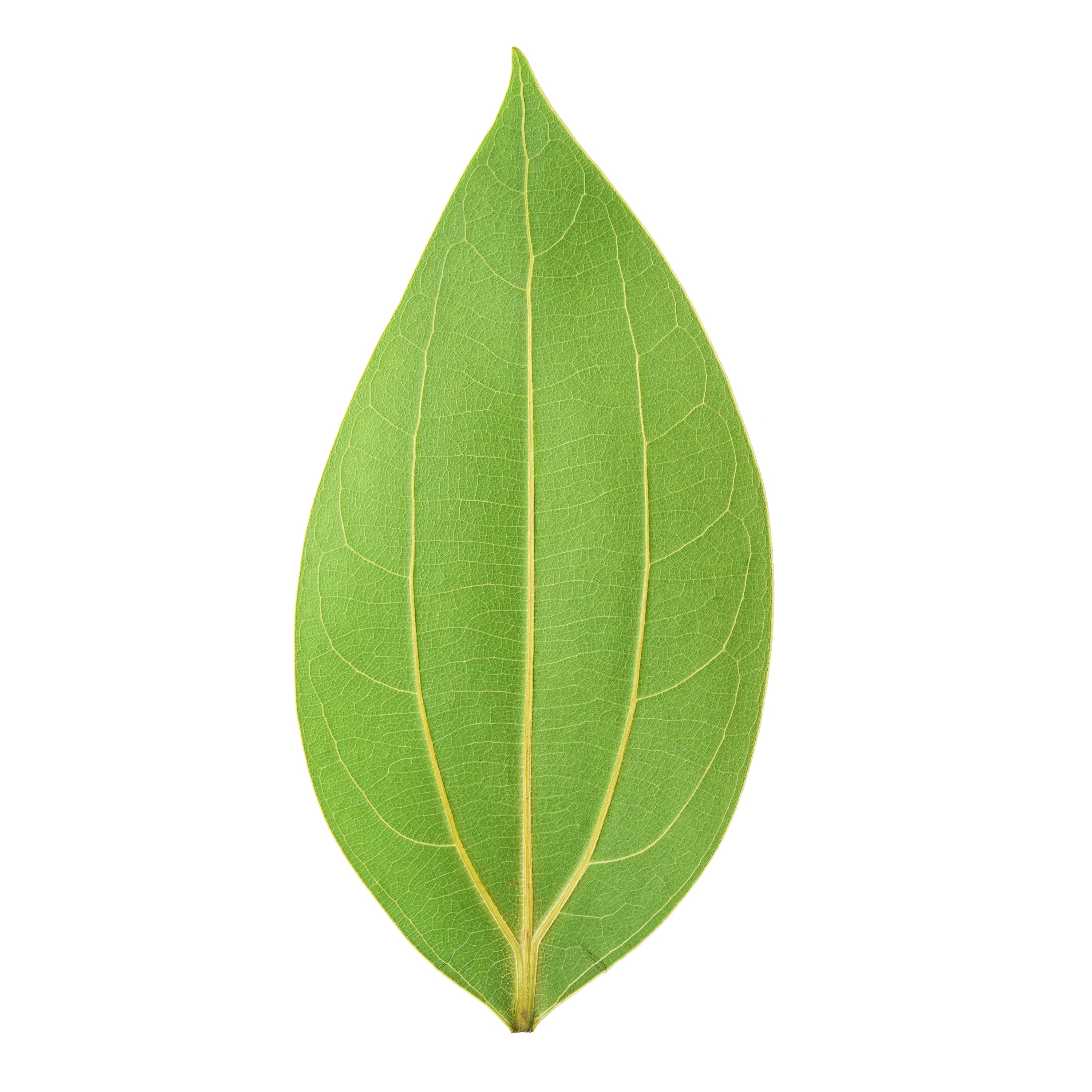 Ortur Cinnamon Leaf for Laser Engraving (25pcs)