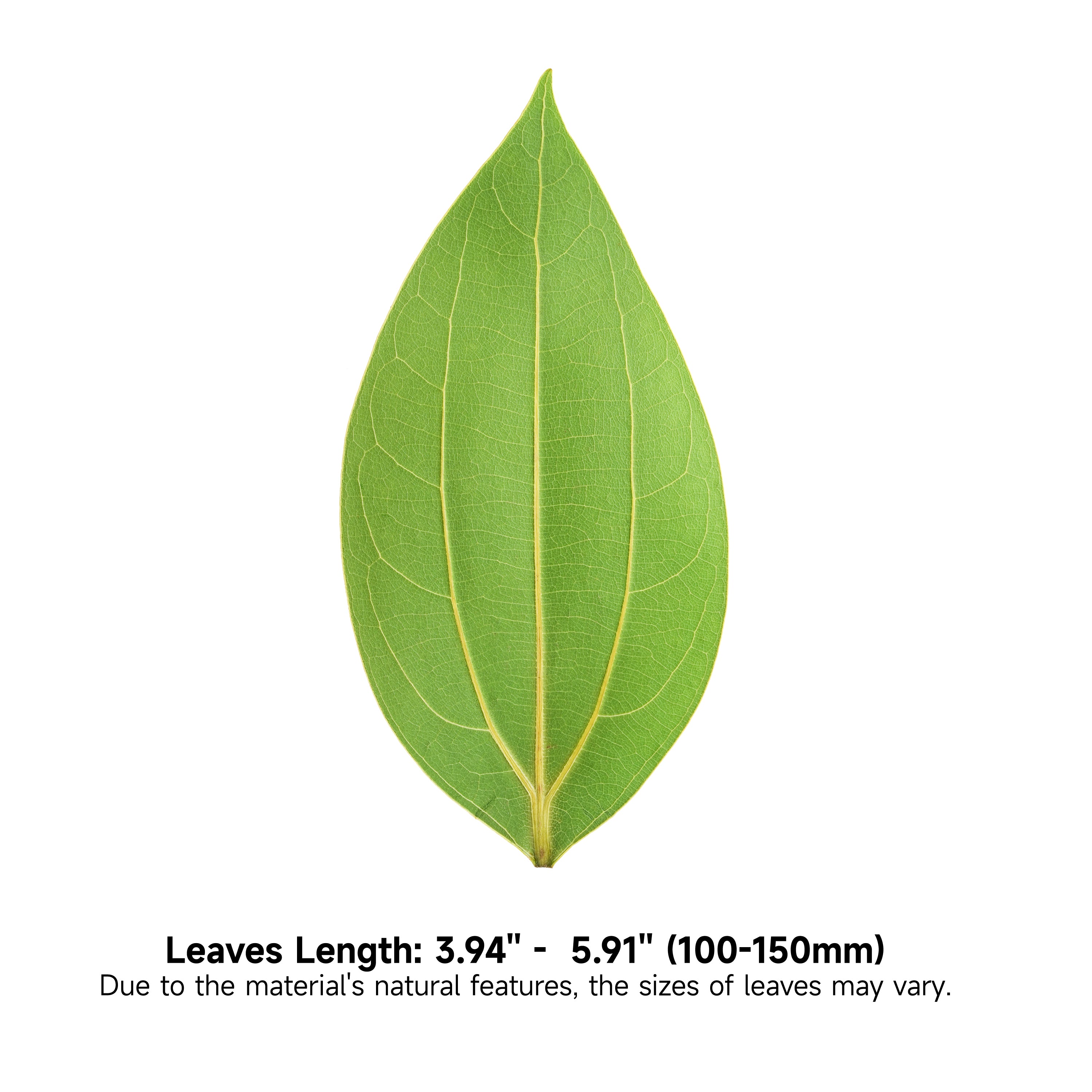 Ortur Cinnamon Leaf for Laser Engraving (25pcs)