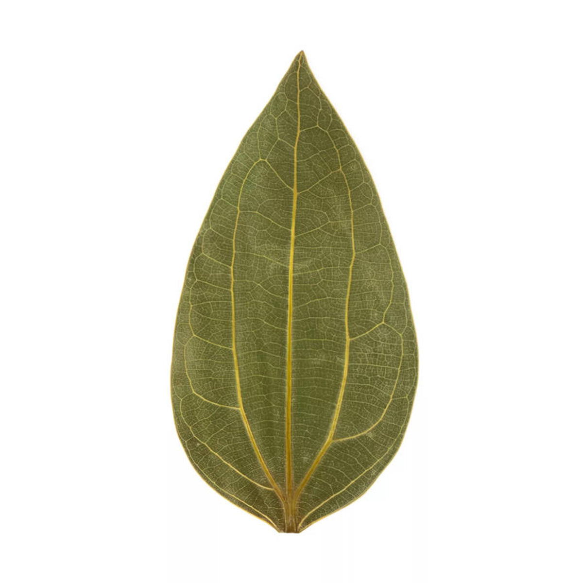 Ortur Cinnamon Leaf for Laser Engraving (25pcs)